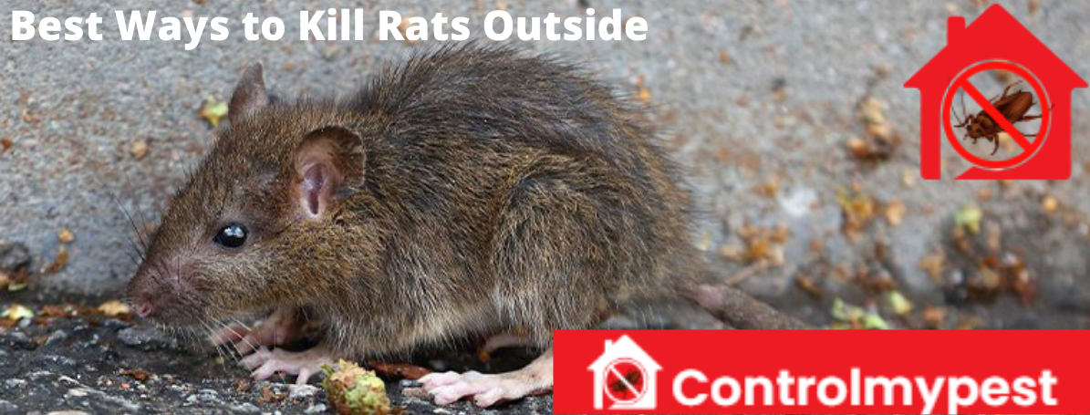 best ways to kill rats, rats pest control, methods to kill rats
